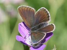 Attēlu rezultāti vaicājumam “Eumedonia eumedon underside”