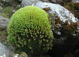 Attēlu rezultāti vaicājumam “Polytrichum strictum”