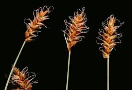 Attēlu rezultāti vaicājumam “Carex davalliana”