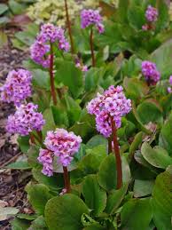 Attēlu rezultāti vaicājumam “Bergenia crassifolia flower”