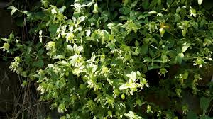 Attēlu rezultāti vaicājumam “Silene baccifera leaf”