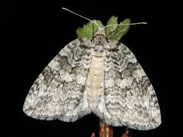 Attēlu rezultāti vaicājumam “Epirrita sp.”