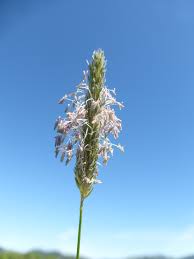Attēlu rezultāti vaicājumam “Alopecurus pratensis flower”