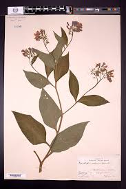 Attēlu rezultāti vaicājumam “Symphytum asperum leaf”