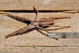 Attēlu rezultāti vaicājumam “Thomisidae”