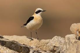 Image result for Oenanthe hispanica