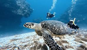 Resultado de imagen para cozumel dive