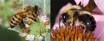 Attēlu rezultāti vaicājumam “Apis mellifera”