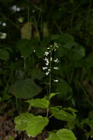 Attēlu rezultāti vaicājumam “Circaea lutetiana flower”