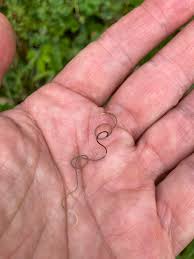 Attēlu rezultāti vaicājumam “Nematomorpha”