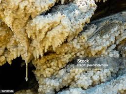 Attēlu rezultāti vaicājumam “Antrodia sinuosa”