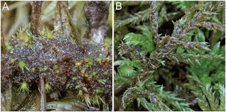 Attēlu rezultāti vaicājumam “Isothecium alopecuroides”