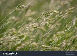 Attēlu rezultāti vaicājumam “Bromus secalinus”