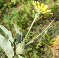 Attēlu rezultāti vaicājumam “Hieracium vulgatum leaf”