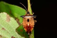 Attēlu rezultāti vaicājumam “Elasmucha ferrugata”