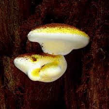 Attēlu rezultāti vaicājumam “Buglossoporus quercinus”