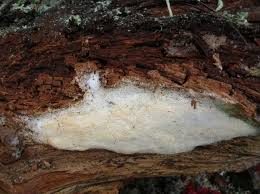 Attēlu rezultāti vaicājumam “Sidera lenis”