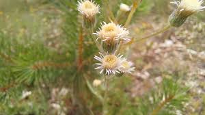 Attēlu rezultāti vaicājumam “Erigeron acris”
