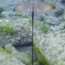 Image result for Rhinoptera bonasus