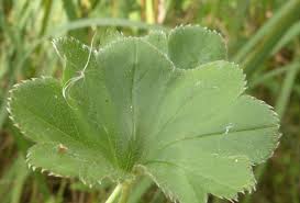 Attēlu rezultāti vaicājumam “Alchemilla vulgaris aggr. bud”