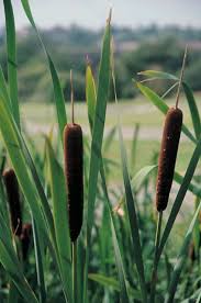 Attēlu rezultāti vaicājumam “Typha angustifolia  fruit”