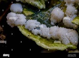 Attēlu rezultāti vaicājumam “Amaurochaete atra young”