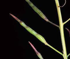 Attēlu rezultāti vaicājumam “Brassica napus fruit”