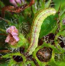 Attēlu rezultāti vaicājumam “Perizoma alchemilla”