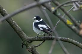 Image result for Ficedula albicollis