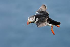 Image result for Fratercula arctica