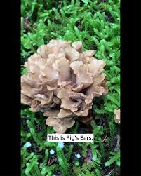 Attēlu rezultāti vaicājumam “Gomphus clavatus”