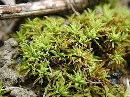 Attēlu rezultāti vaicājumam “Tortella inclinata”