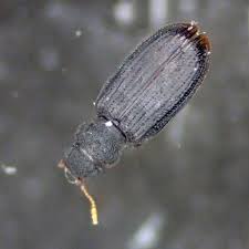 Attēlu rezultāti vaicājumam “Euura brevicornis”