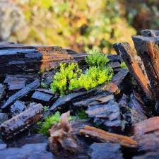 Attēlu rezultāti vaicājumam “Aulacomnium androgynum sporophyte”
