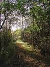 Looking southwest towards Park Nook Road along a track near Pringles Bridge - via Daymix