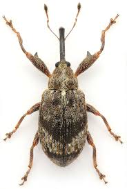 Attēlu rezultāti vaicājumam “Anthonomus phyllocola”