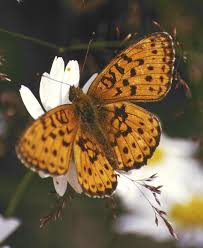 Attēlu rezultāti vaicājumam “Brenthis ino upperside”