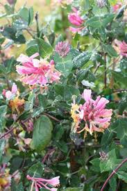 Attēlu rezultāti vaicājumam “Lonicera”