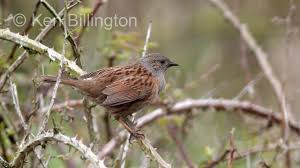 Attēlu rezultāti vaicājumam “Prunella modularis adult”