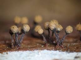 Attēlu rezultāti vaicājumam “Cribraria macrocarpa”