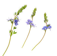 Attēlu rezultāti vaicājumam “Veronica chamaedrys bud”