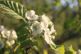 Attēlu rezultāti vaicājumam “Crataegus submollis flower”