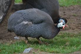 Attēlu rezultāti vaicājumam “Numida meleagris”