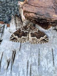 Attēlu rezultāti vaicājumam “Lampropteryx suffumata”