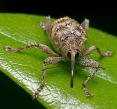 Attēlu rezultāti vaicājumam “Curculio venosus”