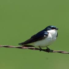 Attēlu rezultāti vaicājumam “Hirundinidae”