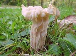 Attēlu rezultāti vaicājumam “Helvella”