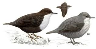 Attēlu rezultāti vaicājumam “Cinclus cinclus”