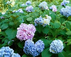 Attēlu rezultāti vaicājumam “Hydrangea”
