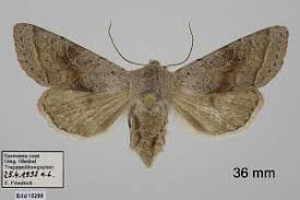 Attēlu rezultāti vaicājumam “Orthosia opima”